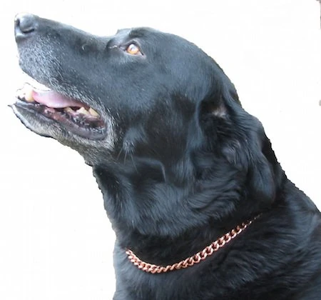 PROEXL Copper Magnetic Therapy Dog Collars Made to Measure in Solid Copper with Magnets (16 inches) - Image 1