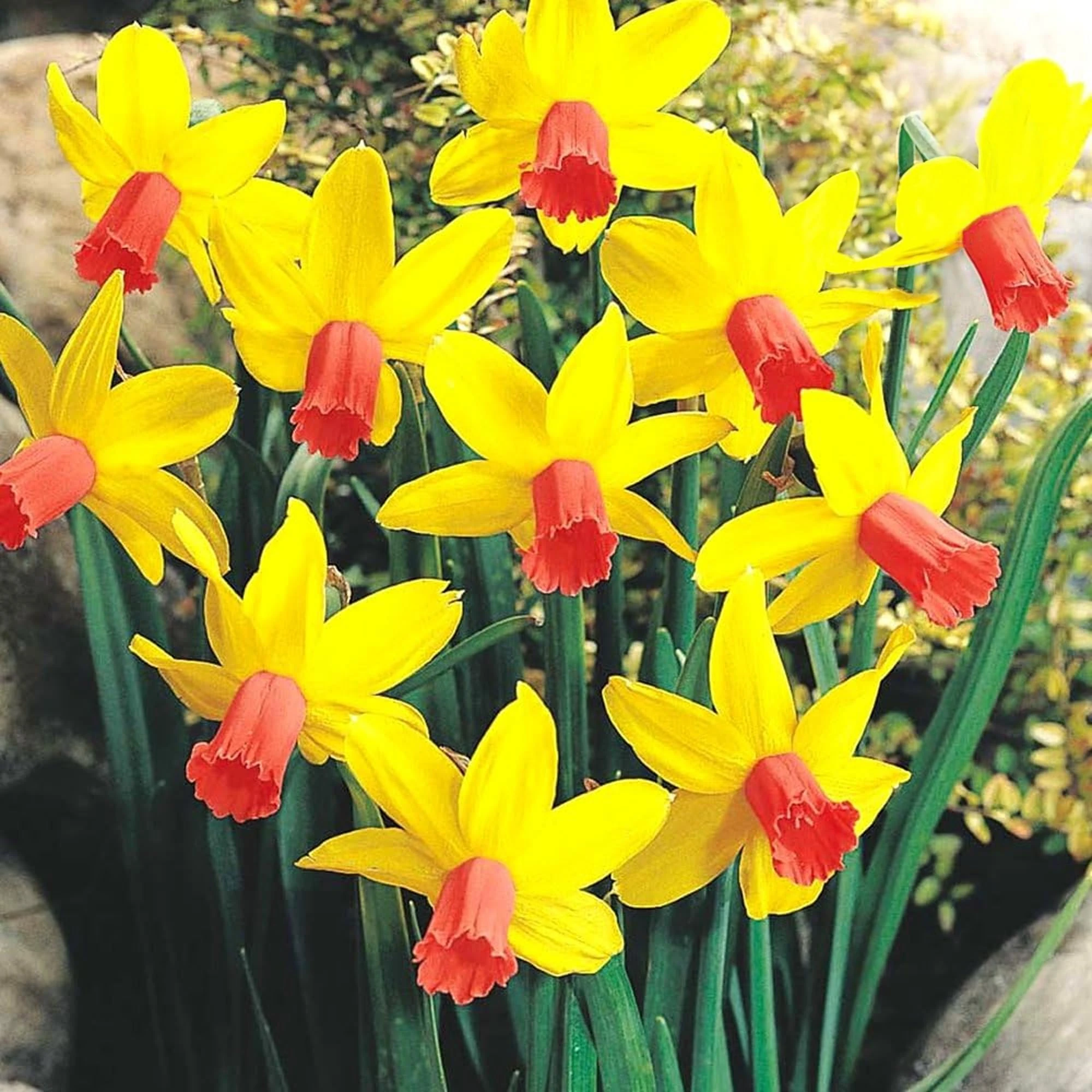 Narcissus JETFIRE Dwarf Rockery Daffodil NARCISSI Spring Flowering Bulbs (200)
