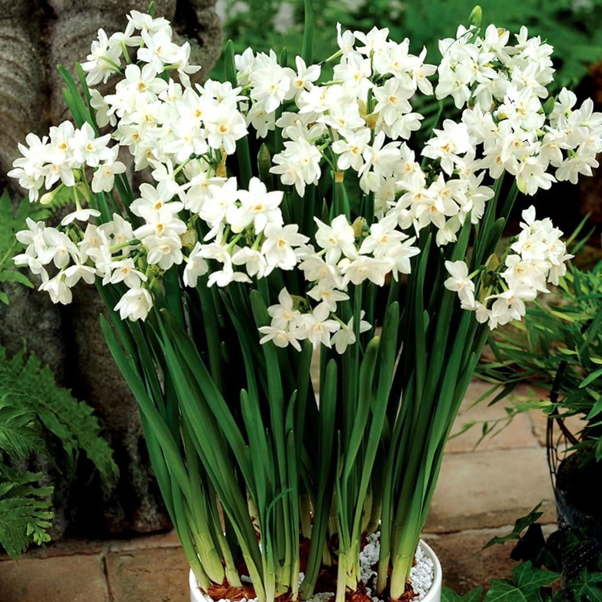 Narcissus Paperwhite Indoor Outdoor Daffodil Spring Flowering Bulbs (150)
