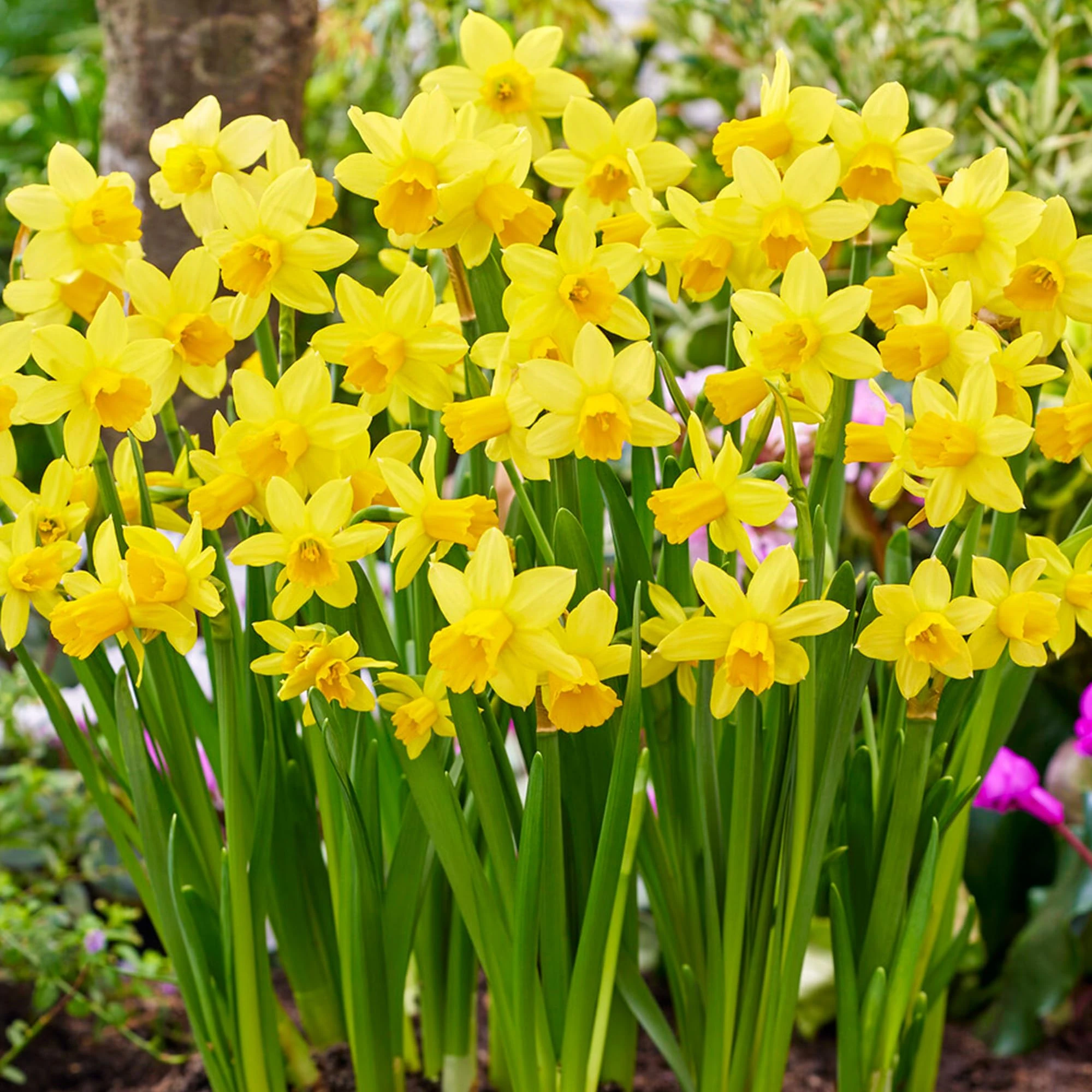 GardenersDream 25 x Tete A Tete Daffodil Bulbs - Trumpet Spring Flowering - Outdoor Plants for Gardens, Borders, and Containers - Easy to Grow Rockery Narcissus Dwarf Garden Bulbs