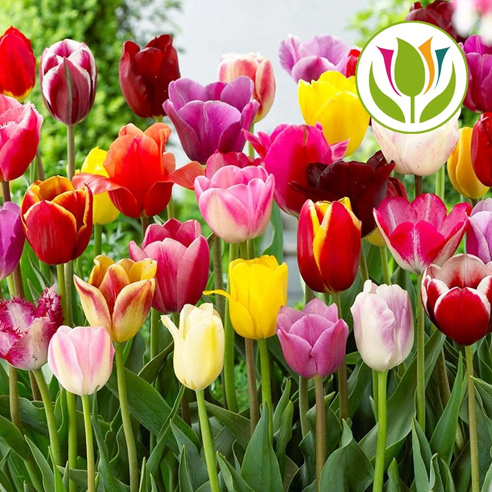 GardenersDream 200 x Mixed Tulip Bulbs - Long Stem Triumph Spring Flowering Plants - Colourful Outdoor Plants for Gardens, Beds, Borders, and Containers - Easy to Grow Beautiful Garden Bulbs