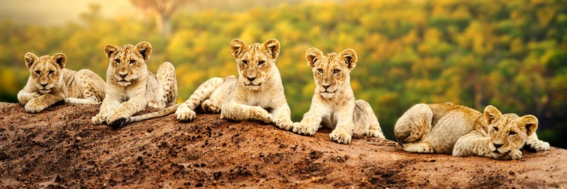 Pro-Art-Bilderpalette Art Print, Pine Wood, Multicoloured