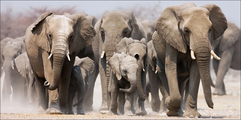 Pro-Art-Bilderpalette Art Print, Pine Wood, Multicoloured