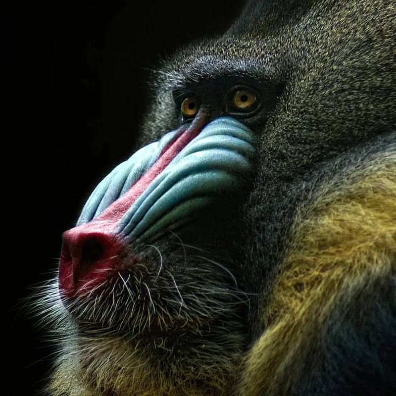 Pro-Art-Bilderpalette Art Print, Pine Wood, Multicoloured, 70 x 70 cm