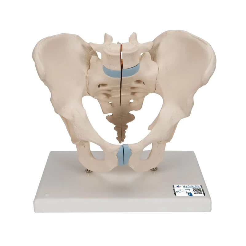 3B Scientific H21/1 Male Pelvis Model, 3 Part
