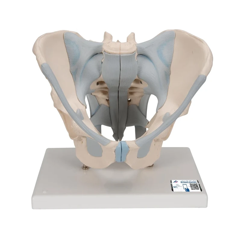 3B Scientific H21/2 Male Pelvis with Ligaments Model, 2 Part + free Anatomy App - 3B Smart Anatomy