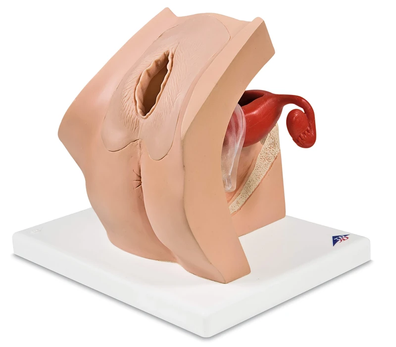 3B Scientific 1013705 Gynecological Training Model for Patient Education - Image 1