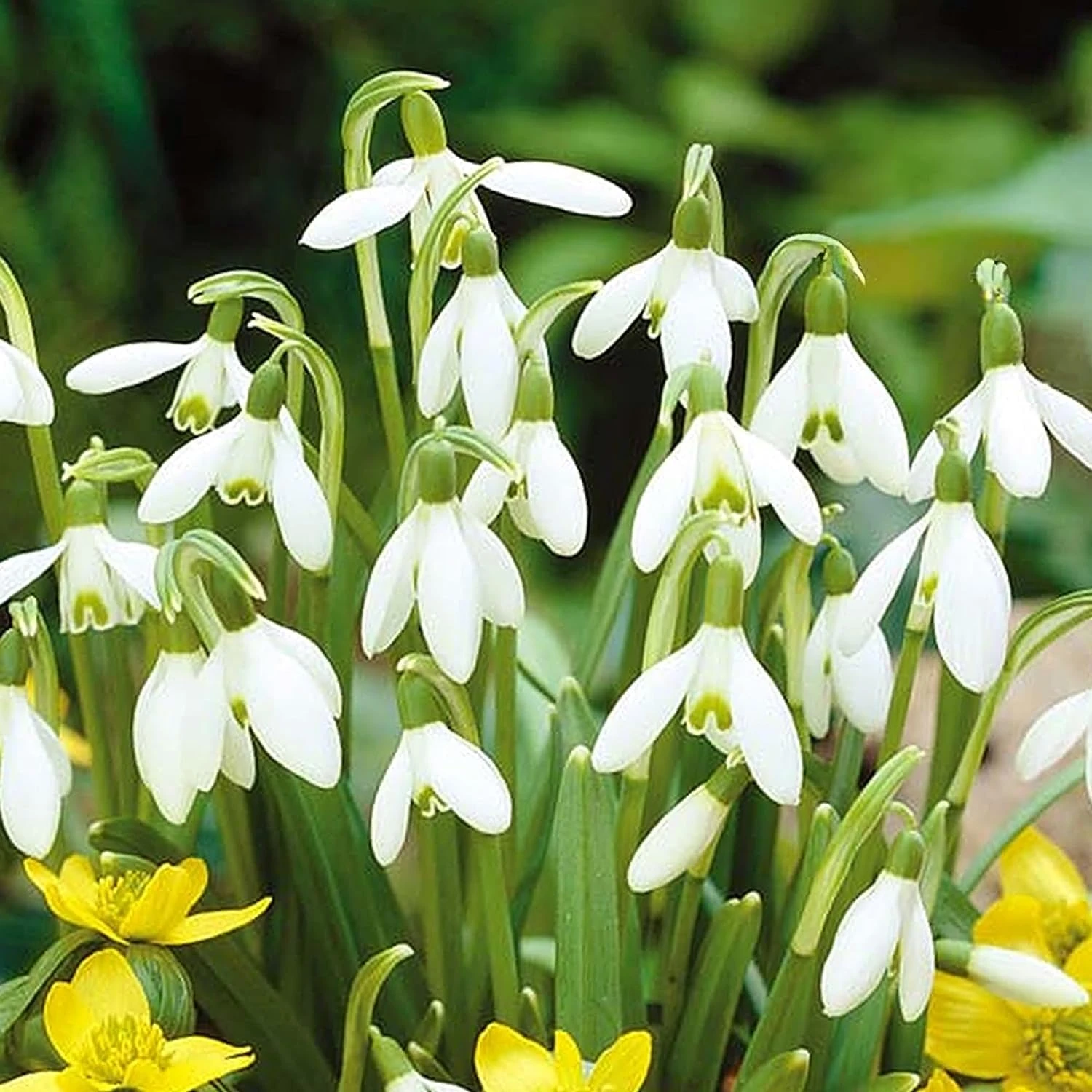 GardenersDream 50 x Snowdrop Bulbs - Galanthus Nivalis White Spring Flowering Bulbs - Colourful Outdoor Plants for Gardens, Beds, and Containers - Easy to Grow Beautiful Garden Plants