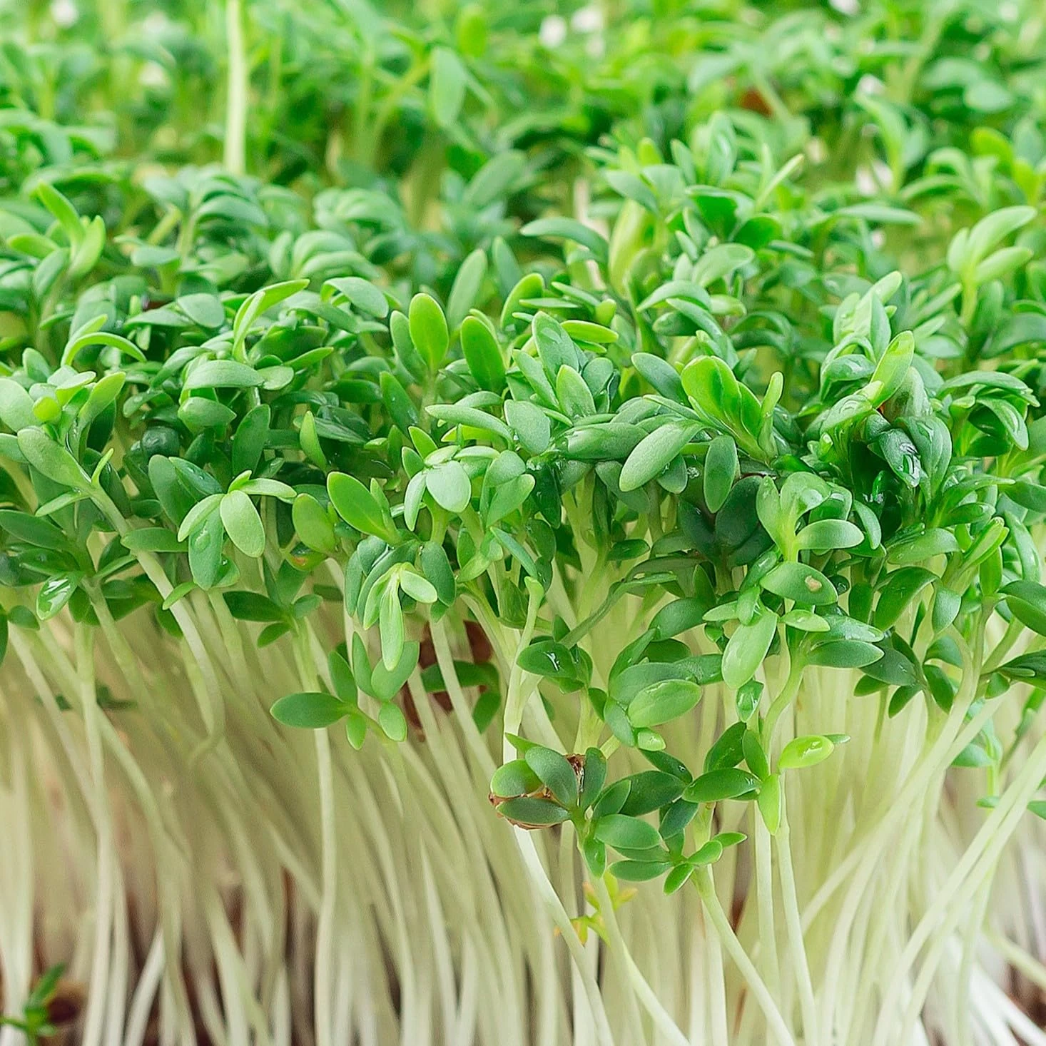 PREMIER SEEDS DIRECT - CRESS Plain/Curled/Common - 75GM - Approx 30,000 Seeds