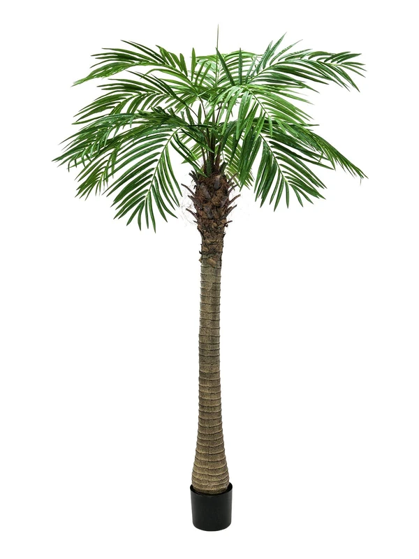 Europalms 82510721 Phoenix Palm Tree Luxor, 210 cm