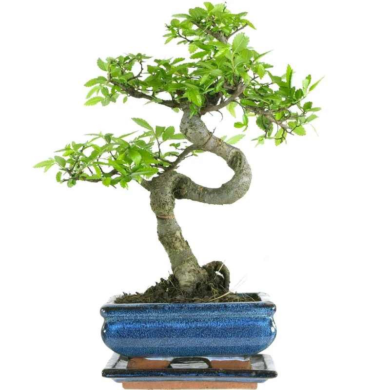 Chinese Elm, Bonsai, 7 years, 27-32 Centimetres - Image 1