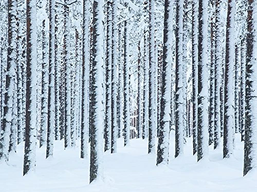 The Art Group "Frosted Trees, Finland David Clapp Canvas Print, Multi-Colour, 60 x 80 x 1.3 cm