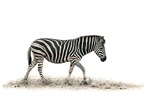The Art Group "The Zebra Mario Moreno Canvas Print, Multi-Colour, 60 x 80 x 1.3 cm