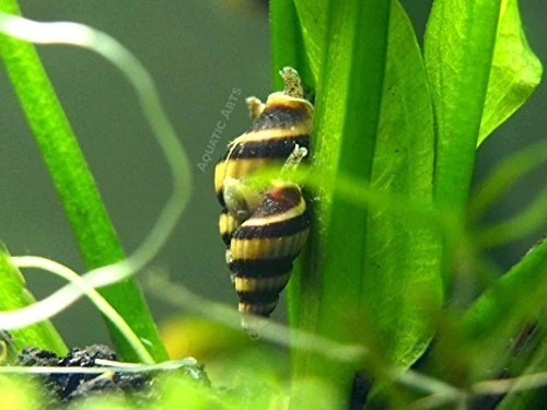 5 Live Assassin Snails (Clea helena - 1/2 to 1 Inch) - Removes All Pest Snails! by Aquatic ArtsTM by Aquatic ArtsTM (formerly InvertObsessionTM)