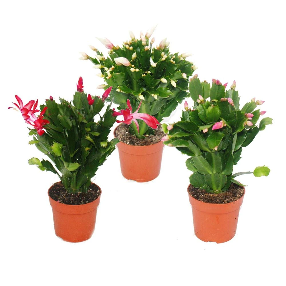Christmas Cactus - Schlumbergera - Set of 3 Plants