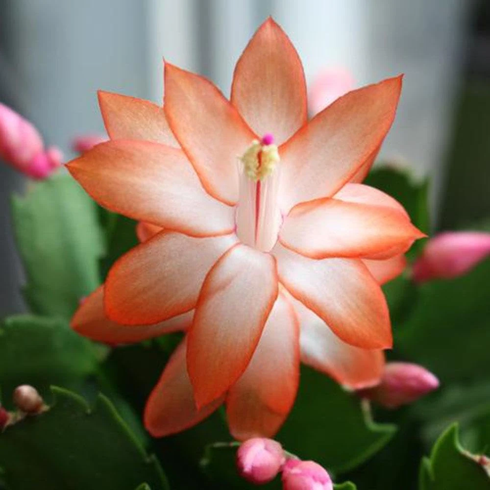 Christmas Cactus Orange Indoor House Plant in a 13cm Pot - Perfect Plant for Christmas