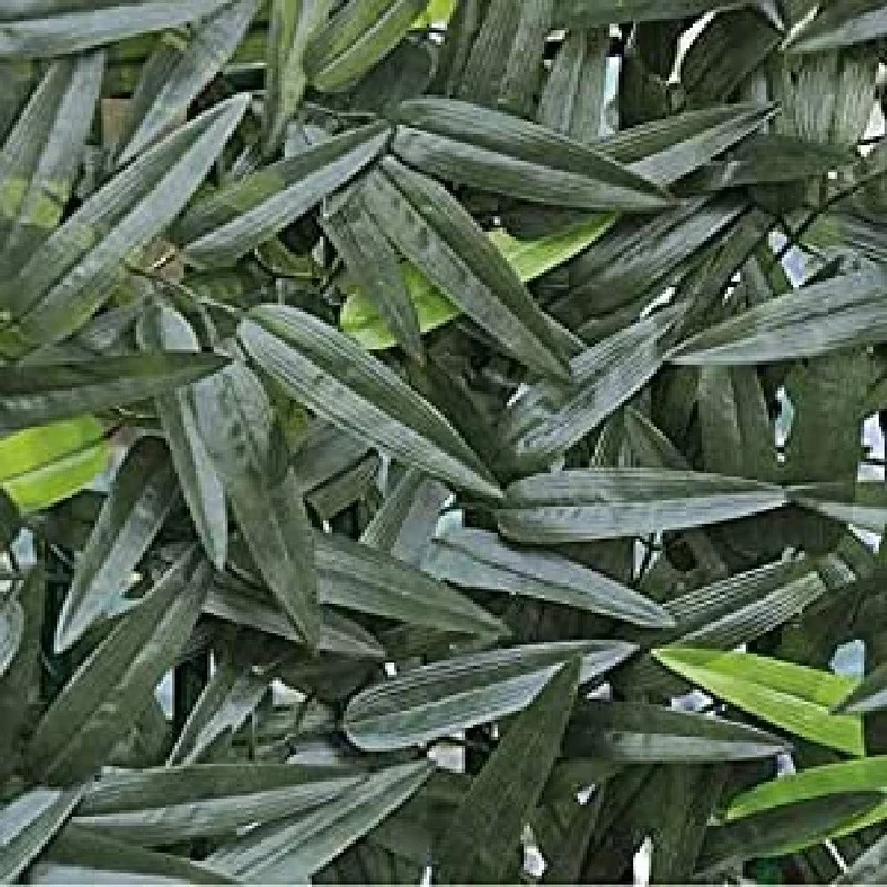 Verdemax 5582 1 x 2 m Bamboo Stockade with Leaves