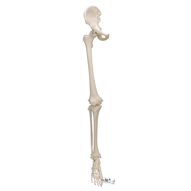 3B Scientific Leg Skeleton with Hip Bone Model + free anatomy software - 3B Smart Anatomy