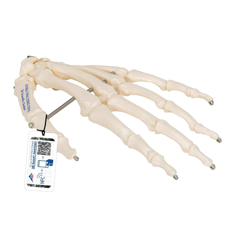 3B Scientific Hand Skeleton Wire Mounted Model + free anatomy software - 3B Smart Anatomy