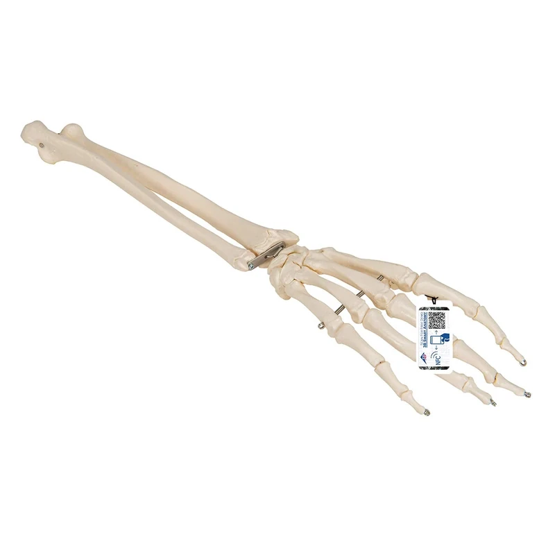 3B Scientific A41 Hand Skeleton with Portions of Ulna and Radius Model + free anatomy software