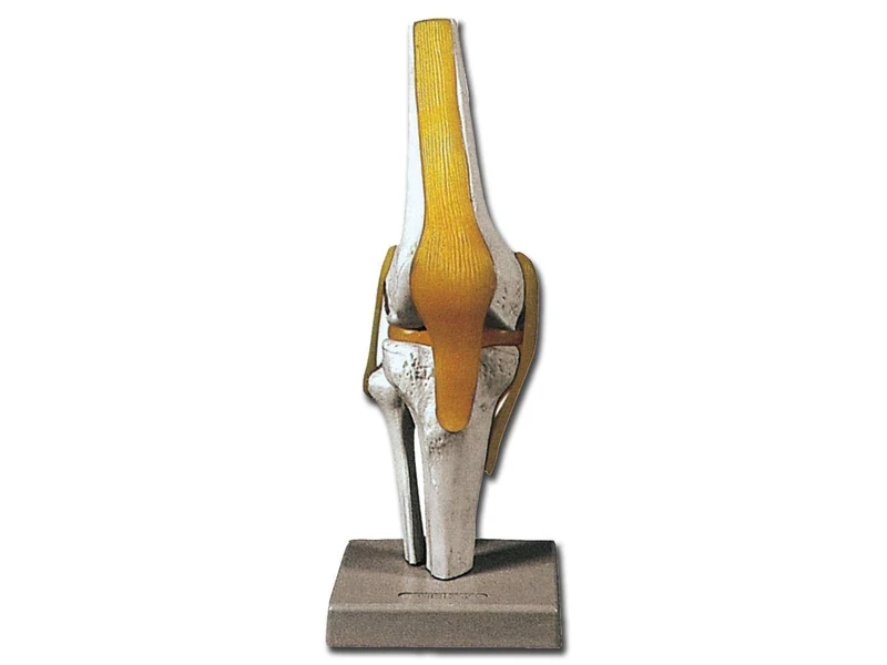 Gima - Anatomical Model of Human Knee Joint, with Meniscus and Patellar Ligaments, Highly Detailed, Magnification 1X,40145