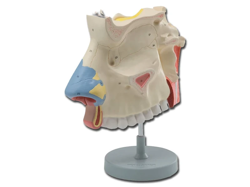 Gima - Anatomical Model of Human Nasal Cavity, Modular in 3 Parts, Magnification 3X