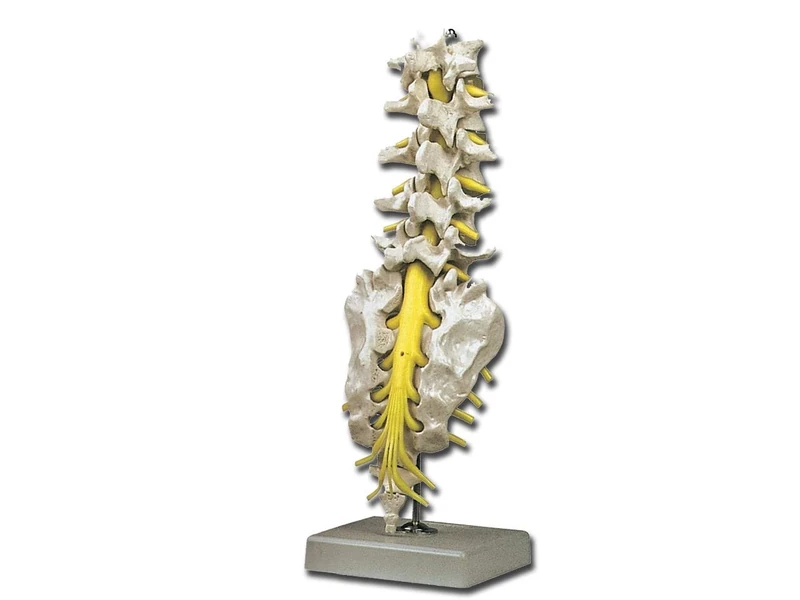 Gima - Anatomical Model of Human Lumbar Spinal Column, Highly Detailed, Magnification 1X