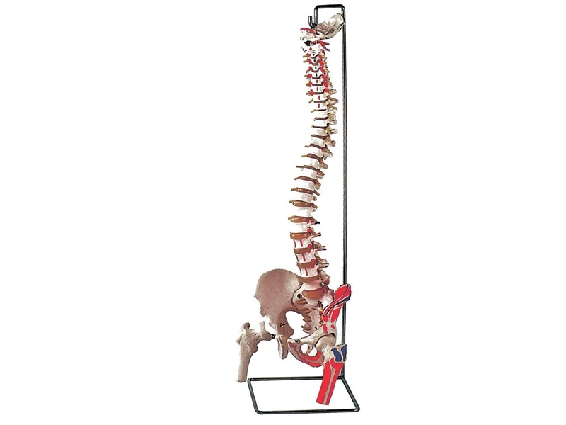 Gima - Anatomical Model of Human Vertebral Column, with Femur Heads and Coloured Muscle Insertions, Highly Detailed, Magnification 1X