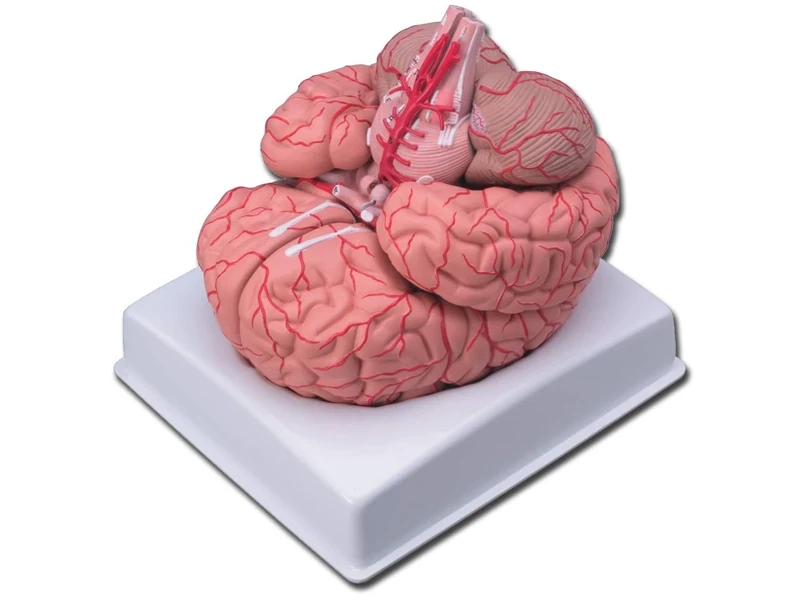 Gima - Anatomical Model of Human Brain, with Arteries, Modular in 9 Parts, Magnification 1X