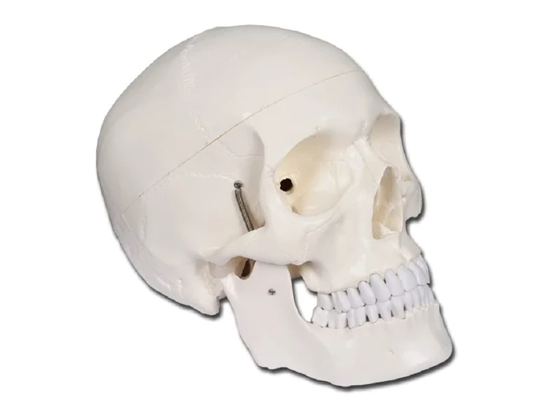 Gima 40155 - Skull Model, White, Value Line, Separable into 3 parts, for Teaching, Medical Practice, Students, Magnification 1 X