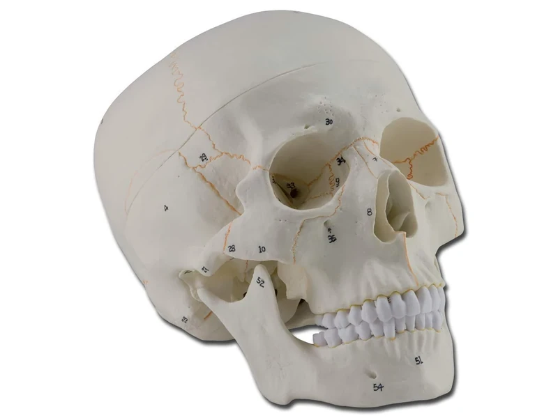 Gima - Anatomical Model of Human Skull, Numbered, Highly Detailed, Modular 3 Parts, Magnification 1 X