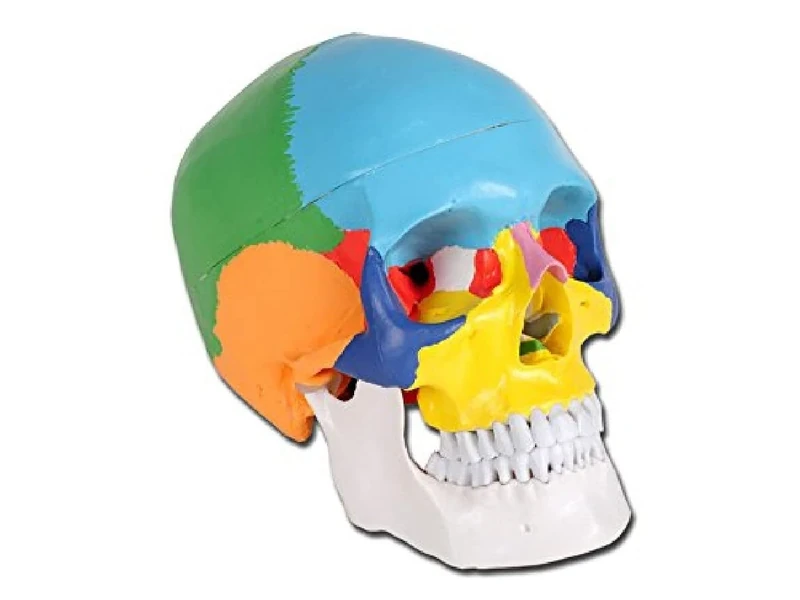 Gima - Skull Model, Coloured, Value Line, Separable into 3 parts, for Teaching, Medical Practice, Students, Magnification 1 X