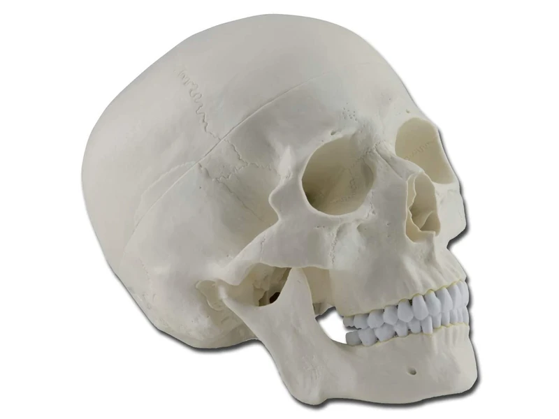 Gima - Anatomical Model of Human Skull, Highly Detailed, Modular 3 Parts, Magnification 1 X