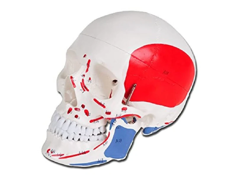 GIMA 40156 Human Skull Model, 1 x, Numbered, anatomy skull, educational model