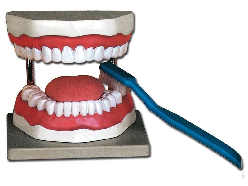 Gima - Anatomical Model of Oral Hygiene Teeth, Highly Detailed, with Toothbrush, Magnification 3 X