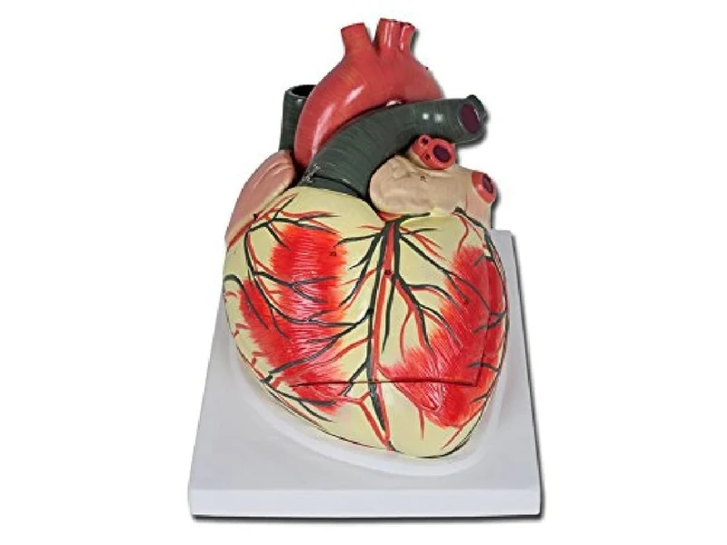 Gima - Heart Model, Coloured, Numbered, Value Line, Modular in 3 Parts, Magnification 1 X