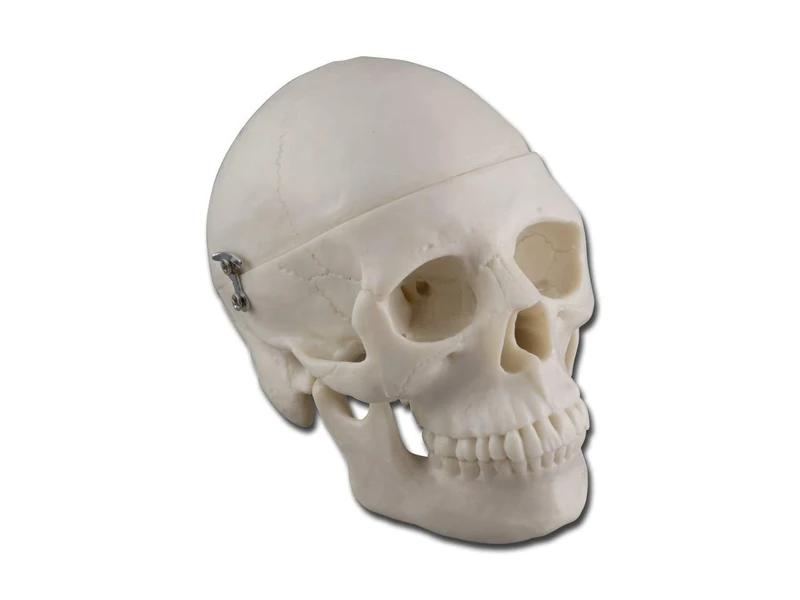 Gima - Anatomical Model of Human Mini-Skull, Highly Detailed, Modular 3 Parts, Magnification 1/2 X