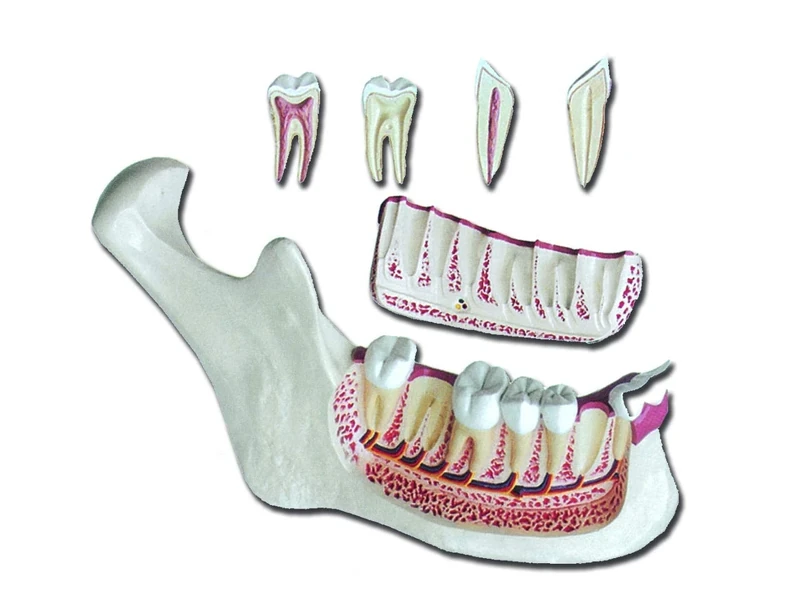 Gima - Anatomical Model of Lower Jaw, Highly Detailed, Modular in 6 Parts, Magnification 3 X