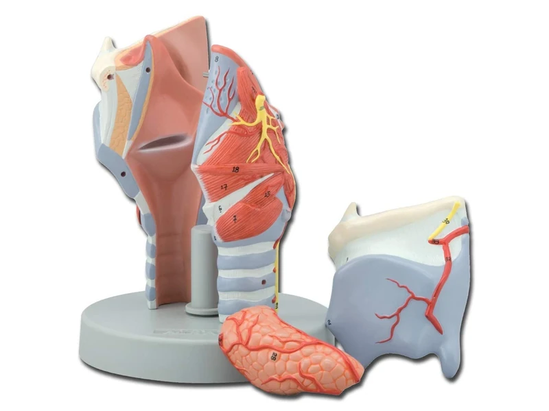 Gima - Anatomical Model of Human Larynx, Modular in 5 Parts, Magnification 2X