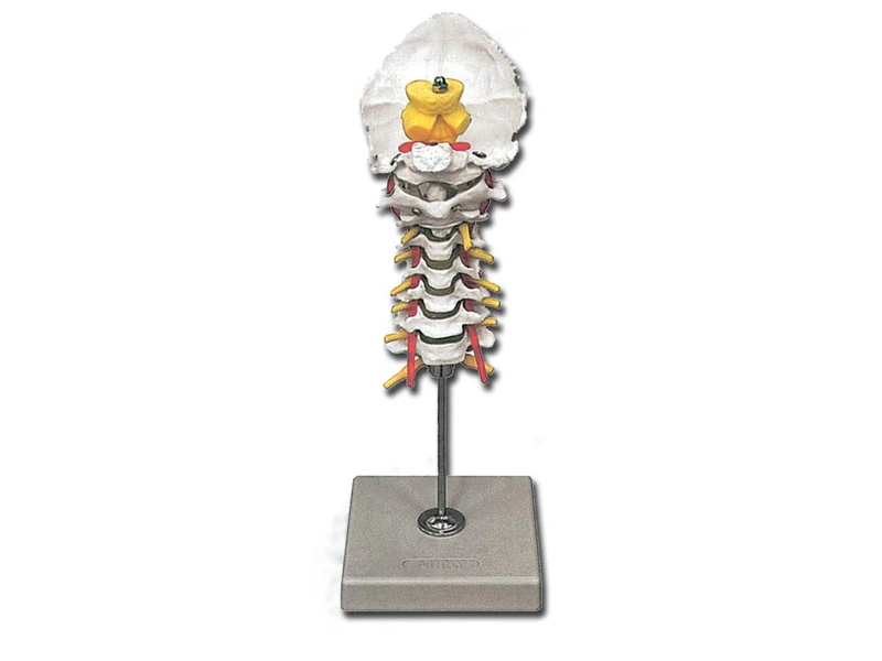 Gima - Anatomical Model of Human Mini Skeleton, Highly Detailed, Modular in 3 Parts, Magnification 1X