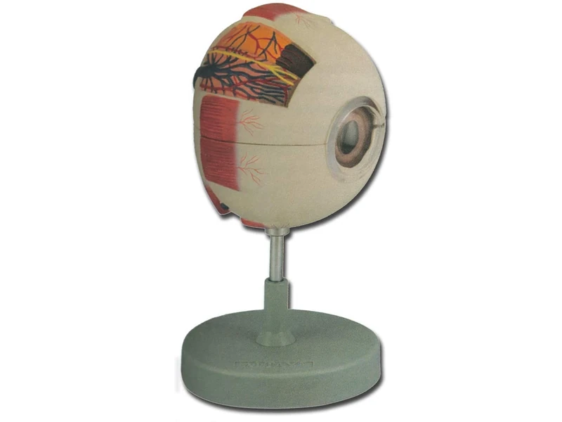 Gima - Anatomical Model of Human Eye, Modular in 6 Parts, Magnification 6X