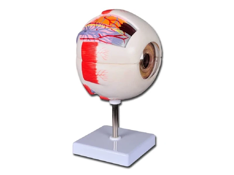 Gima - Human Eye Model, Value Line, Modular in 6 Parts, Magnification 6 X