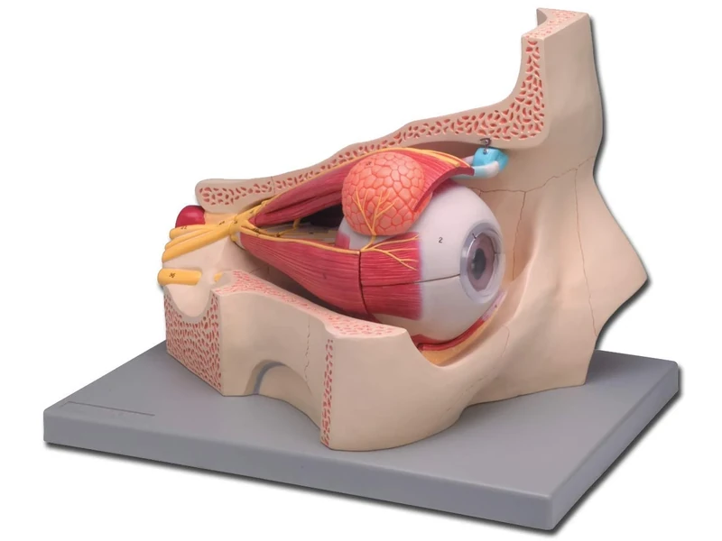 Gima - Anatomical Model of Human Eye, Modular in 4 Parts, Magnification 5X