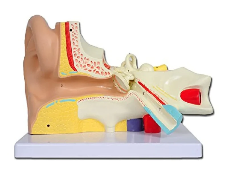 Gima - Coloured Ear Model, Value Line, Tympanum Modular in 3 Parts, for Teaching, Medical Practice, Students, 3 X