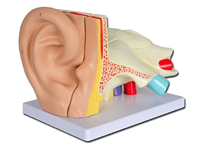Gima - Coloured Ear Model, Value Line, Tympanum Modular in 5 Parts, for Teaching, Medical Practice, Students, 3 X