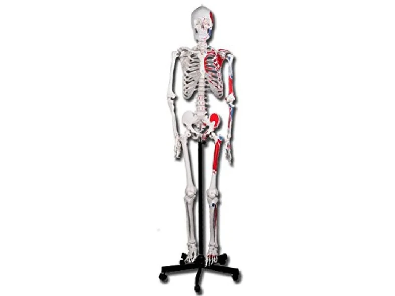 Gima - Human Skeleton Model, Muscular, Value Line, Articulated Joints, Modular Limbs, for Teaching, Medical Practice, Students, h 180 cm