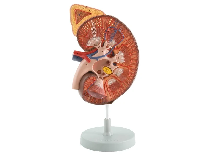 Gima - Anatomical Model of Human Kidney with Adrenal Grand, Sectioned, Highly Detailed, Tridimensional, 1 Part, Magnification 3X