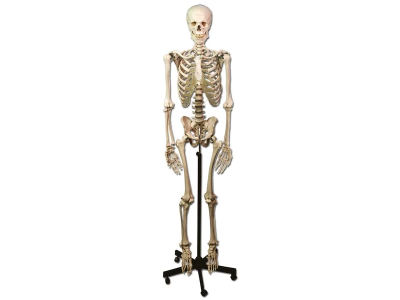 Gima - Anatomical Model of Human Skeleton, Highly Detailed, 1 X Magnification.