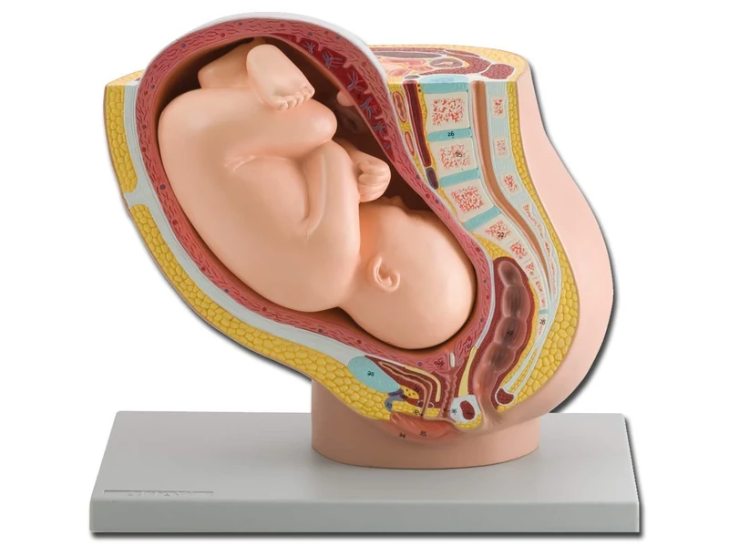 Gima - Anatomical Model of Human Pregnancy Pelvis with a 40 weeks Mature Fetus, Sectioned Pelvis, Modular in 2 Parts, Magnification 1X