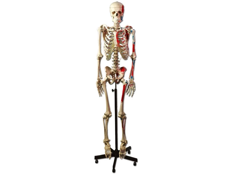 Gima - Anatomical Model of Human Muscolar Skeleton, Coloured Origin and Insertion Points, Highly Detailed, Magnification 1X